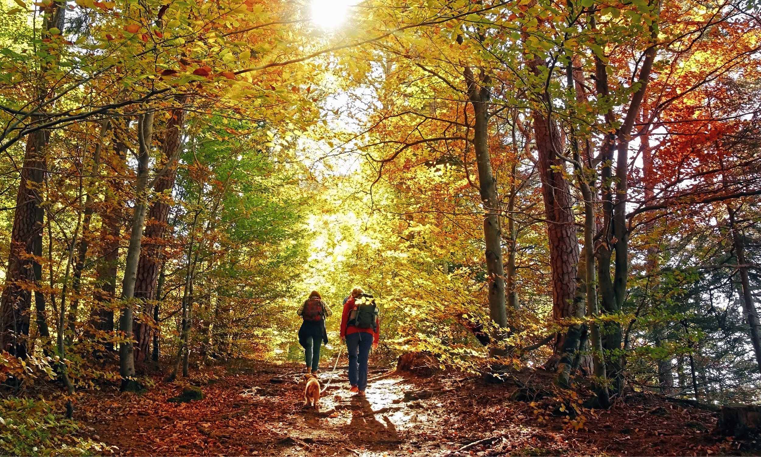 Two hikers and a small dog walk along a sunlit autumn forest trail.